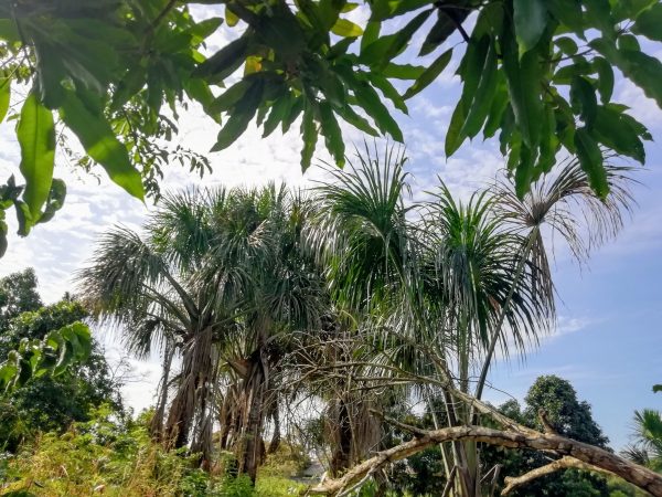 The picture of the palm trees in Peru.
